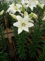 [4037 Litouwen No01.JPG]